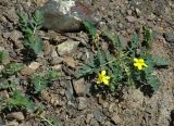 Potentilla orientalis