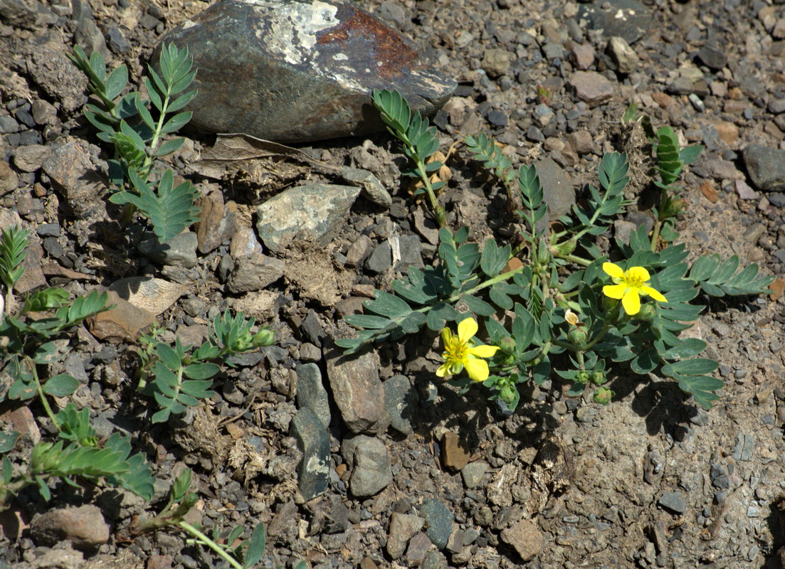 Image of Potentilla orientalis specimen.