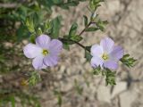 Linum lanuginosum