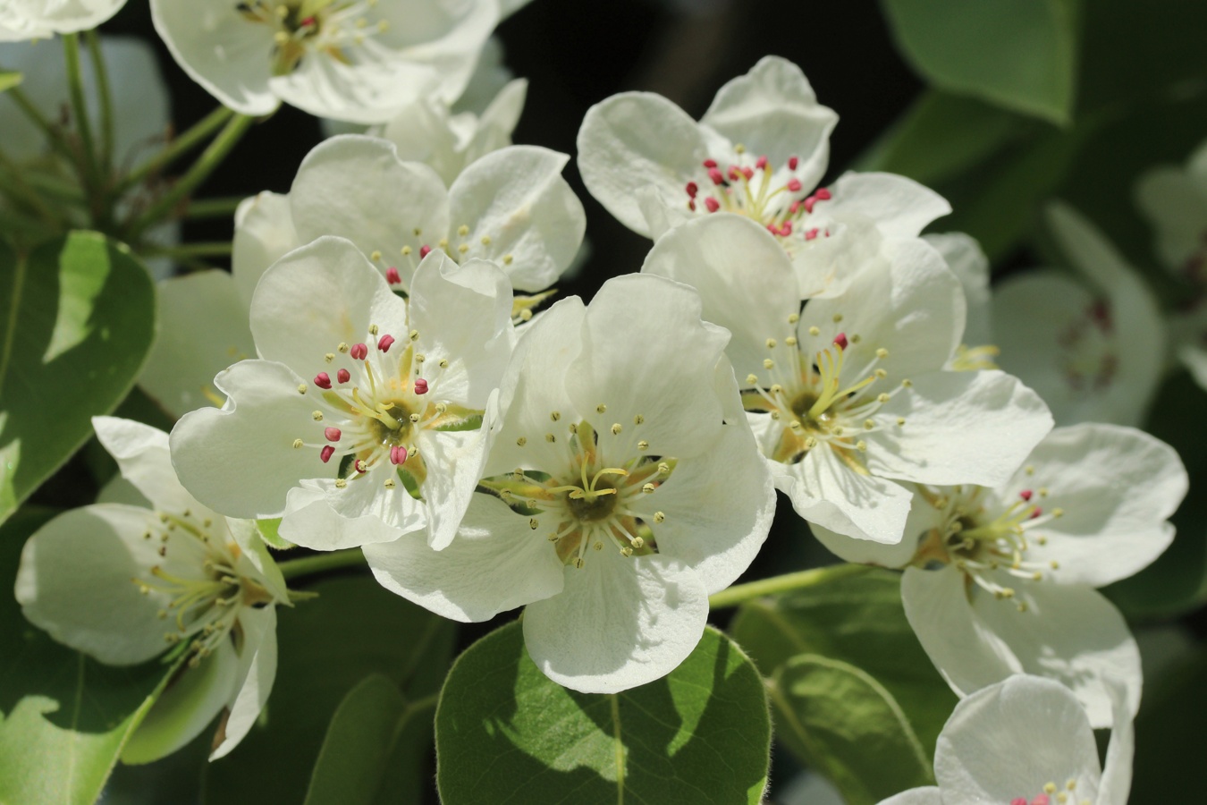 Image of Pyrus communis specimen.