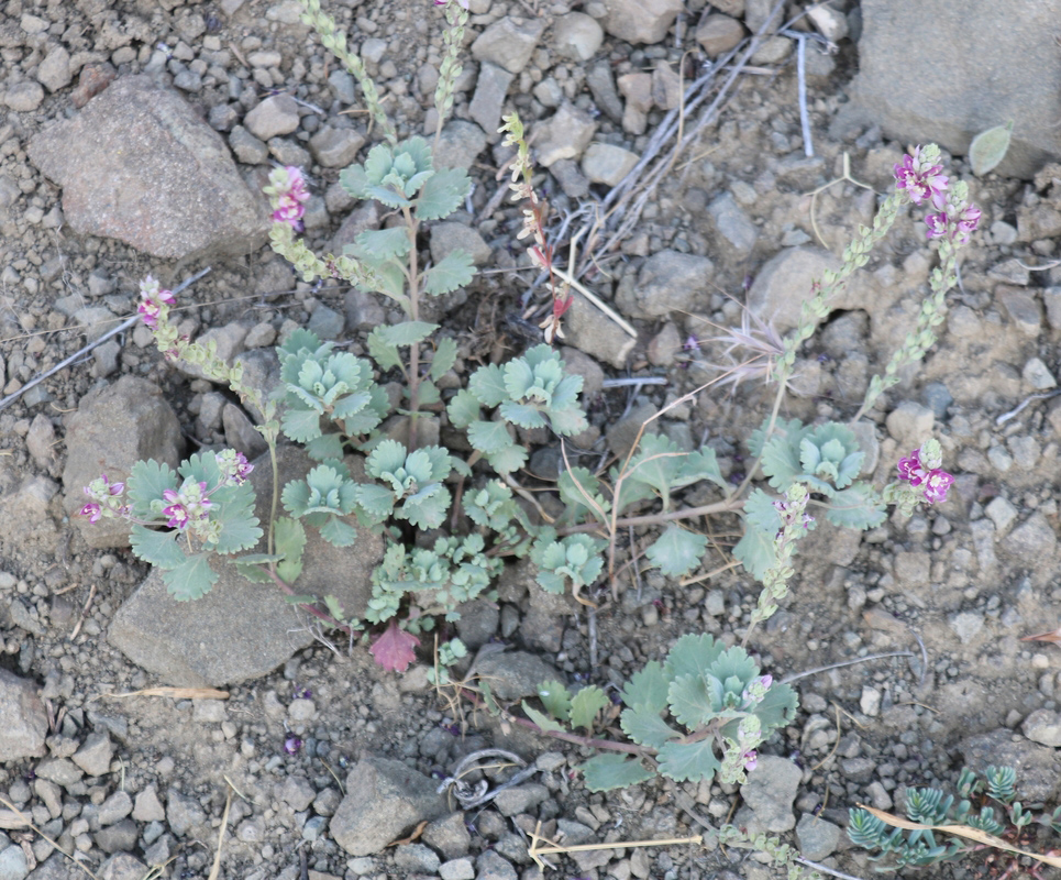 Image of Veronica microcarpa specimen.