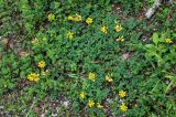 Coronilla coronata