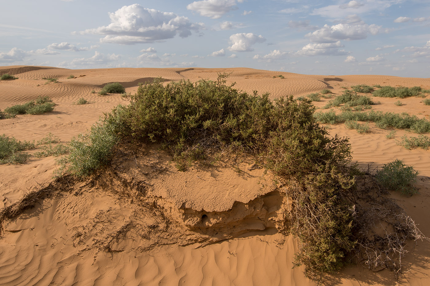 Изображение особи семейство Chenopodiaceae.