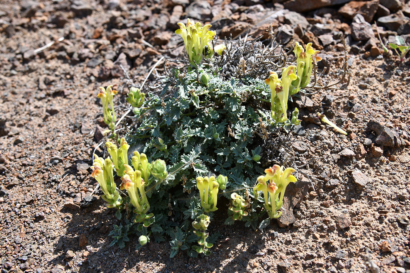 Image of Scutellaria przewalskii specimen.