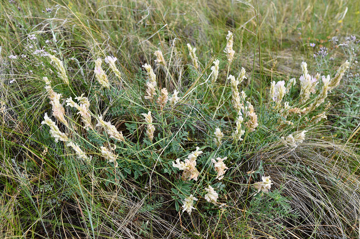 Image of genus Hedysarum specimen.