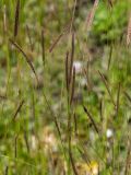 Hordeum brevisubulatum