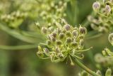 Heracleum asperum. Элементарное соплодие-зонтик. Кабардино-Балкария, Эльбрусский р-н, ущелье р. Терскол, ≈ 2600 м н.у.м., каменистый склон. 24.08.2023.