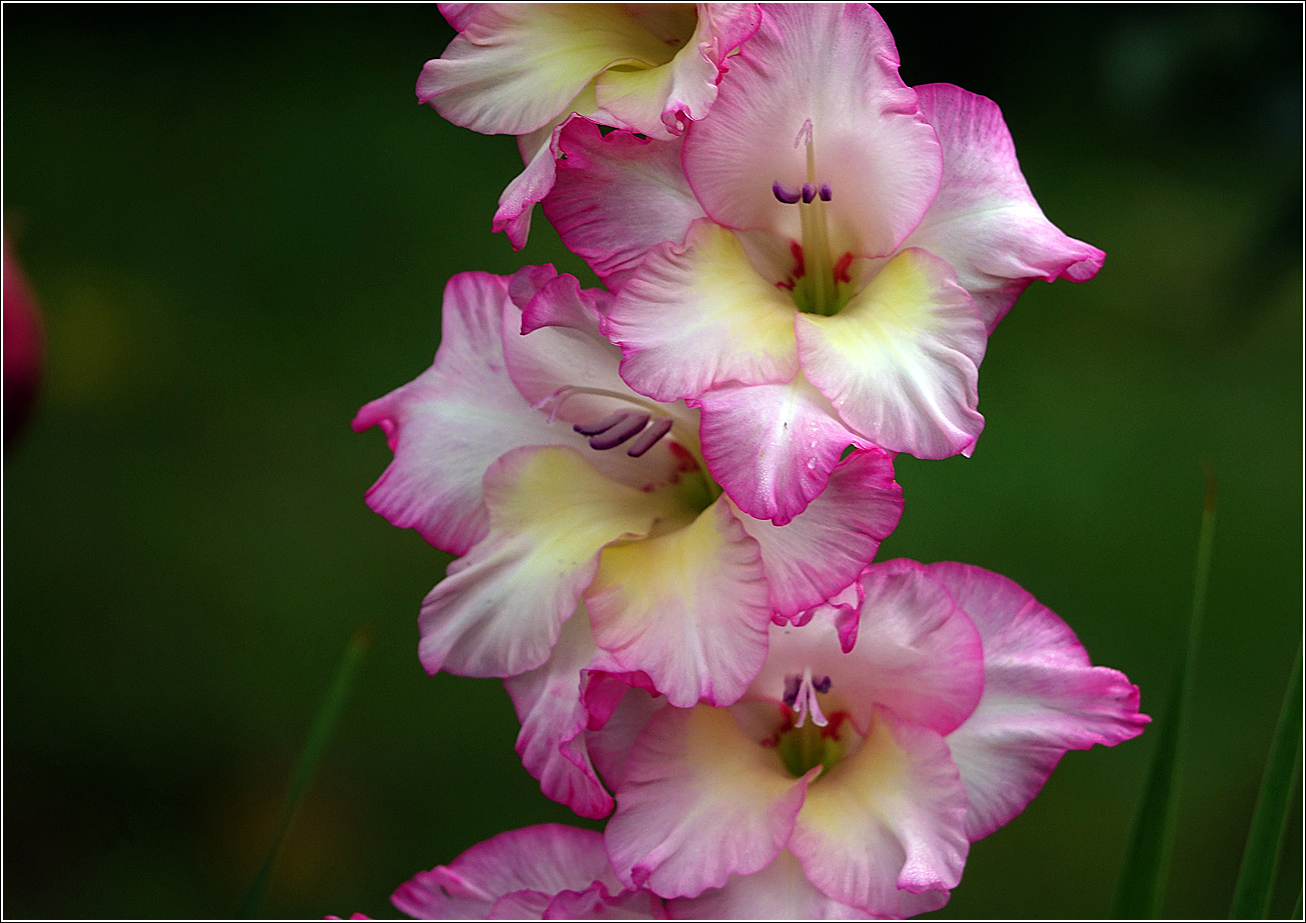 Image of Gladiolus × gandavensis specimen.