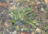 Tripolium pannonicum subspecies tripolium. Цветущее растение во время прилива. Мурманская обл., окр. г. Кандалакша, берег Белого моря, песчано-галечная литораль. 14.07.2023.