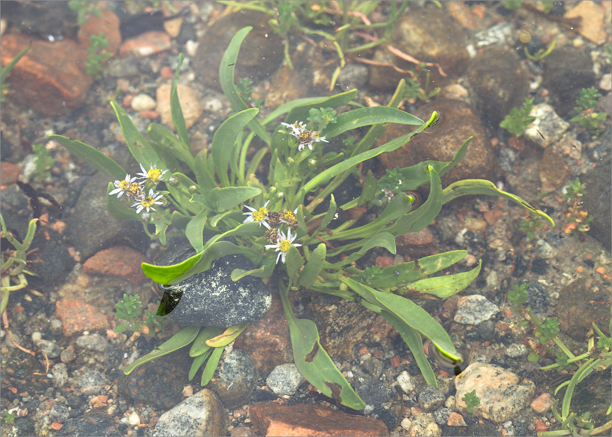 Image of Tripolium pannonicum ssp. tripolium specimen.