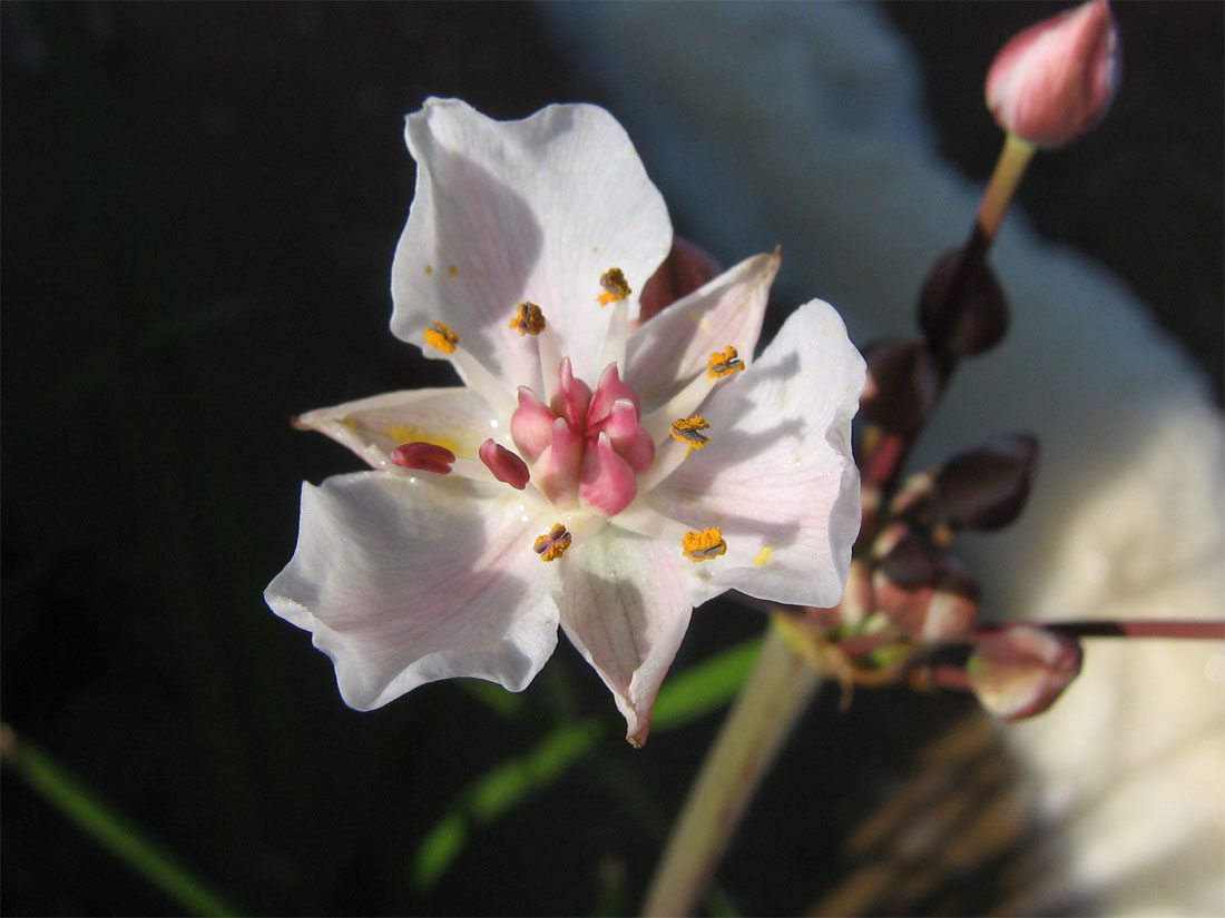 Изображение особи Butomus umbellatus.