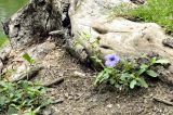 Ruellia tuberosa. Цветущее растение. Таиланд, Бангкок, парк Люмпини, незасеянное пространство под деревьями. 31.08.2023.