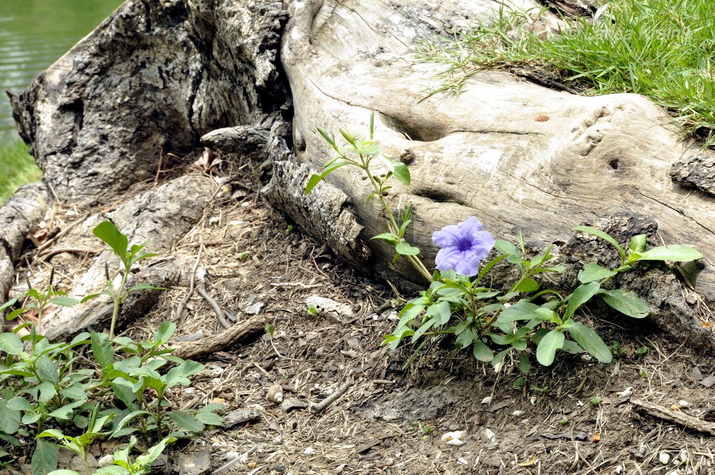 Image of Ruellia tuberosa specimen.