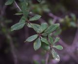 Berberis vulgaris