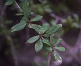 Berberis vulgaris. Верхушка веточки с повреждёнными листьями. Чечня, Шаройский р-н, бассейн р. Цесиахк, долина левого притока, луг. 10 августа 2023 г.