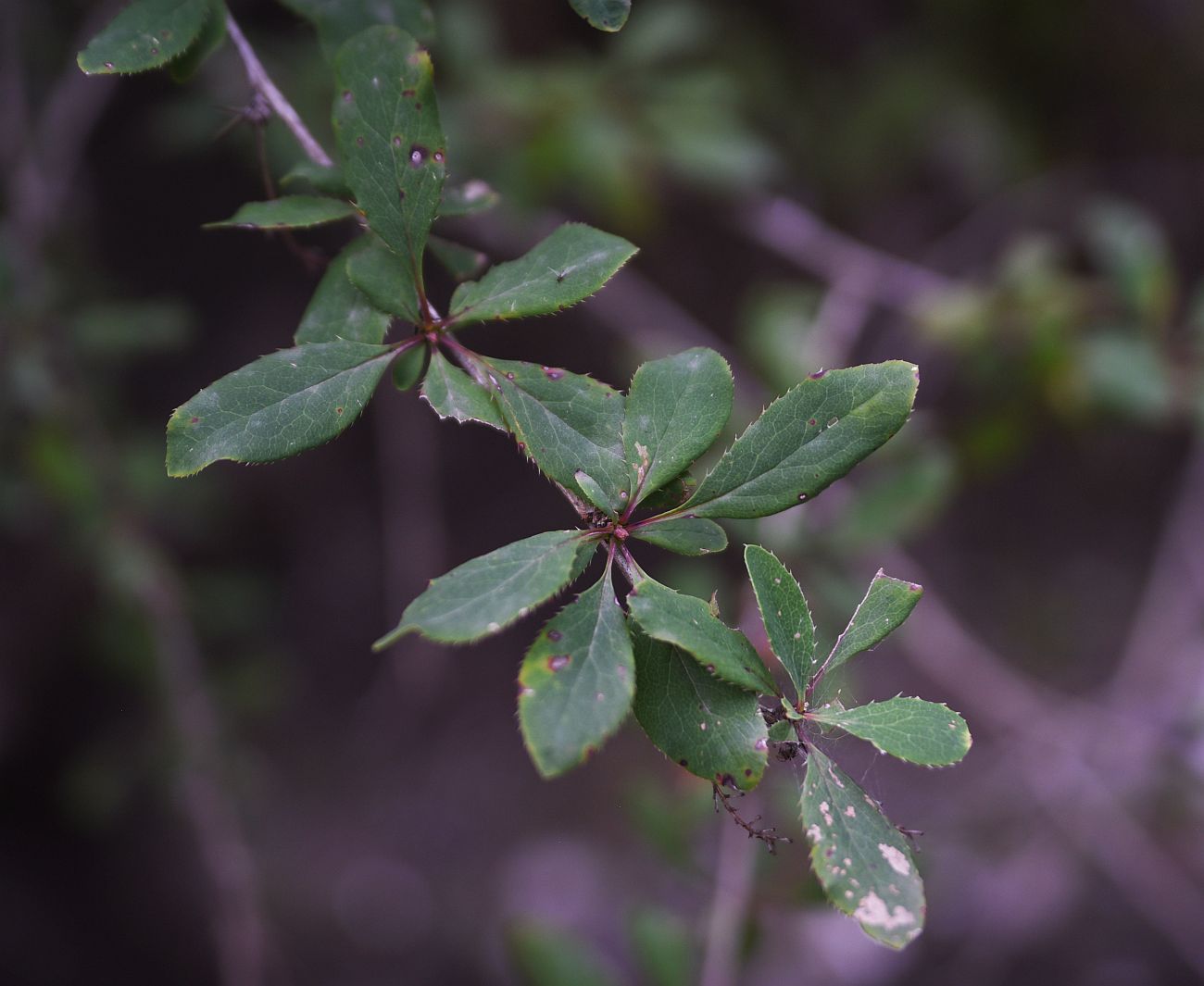 Image of Berberis vulgaris specimen.