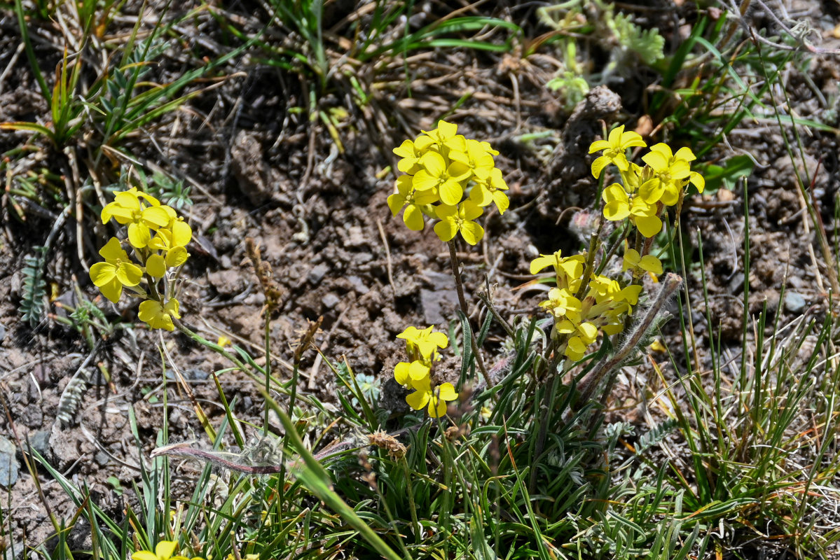 Изображение особи Erysimum humillimum.