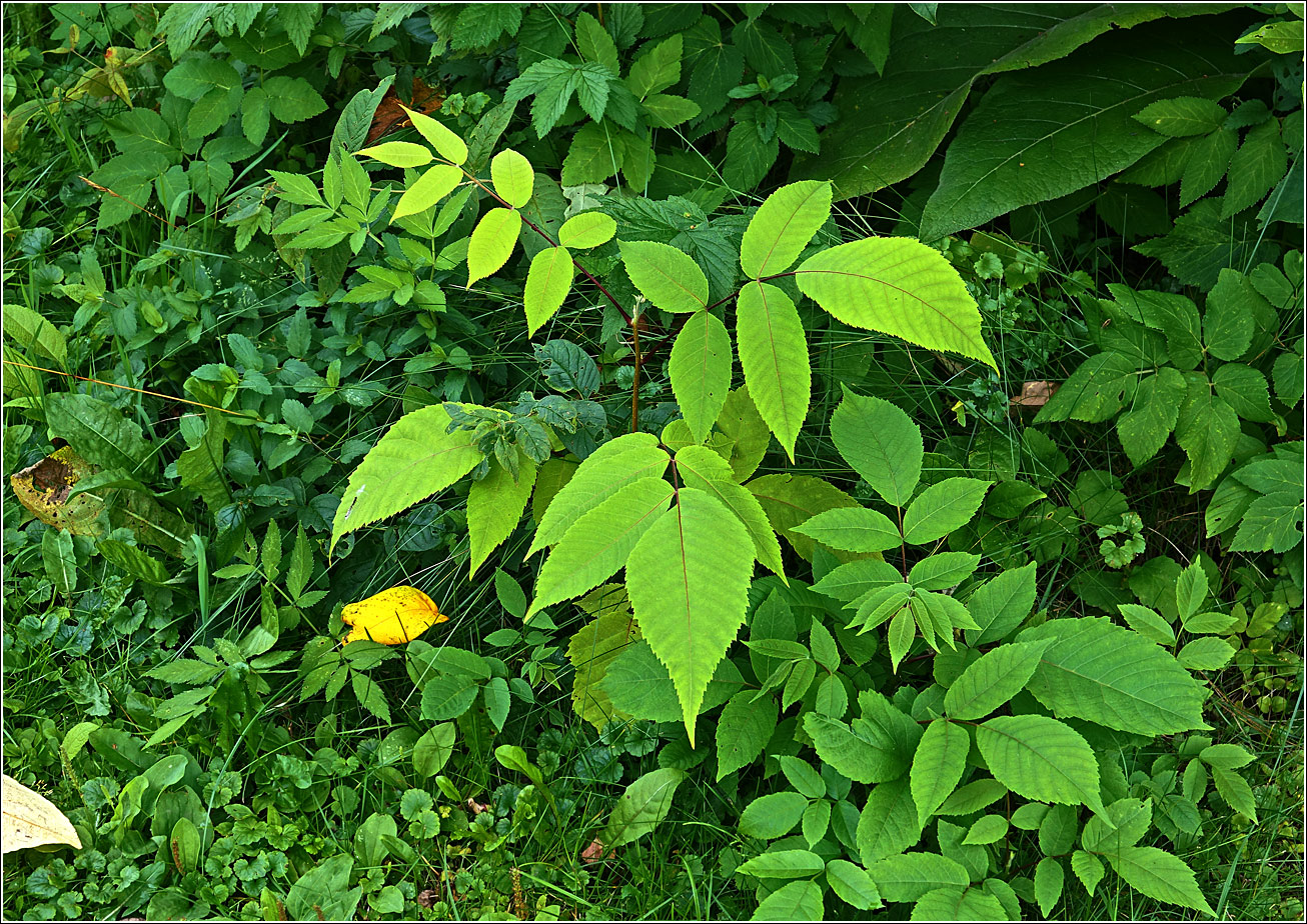 Image of Juglans mandshurica specimen.