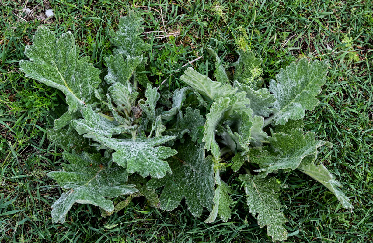 Image of Salvia aethiopis specimen.