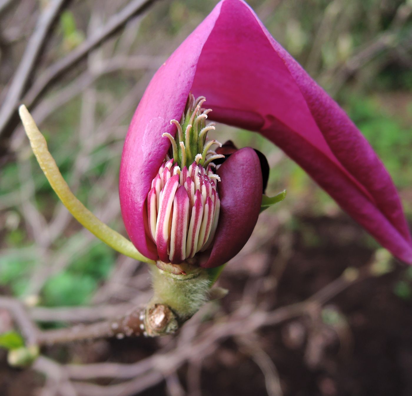 Image of Magnolia &times; susannae specimen.