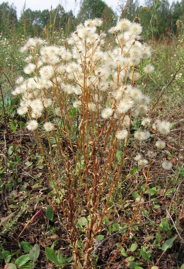 Image of Erigeron acris specimen.