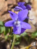 род Viola. Цветок. Испания, Каталония, пров. Жирона, комарка Ла-Гарроча, муниципалитет Ла-Валь-де-Бианья, подр-н (субкомарка) Л’Альта-Гарроча, 870 м н.у.м., перевал Capsacosta, смешанный лес, обочина дороги. 12.04.2024.