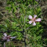 Amygdalus nana