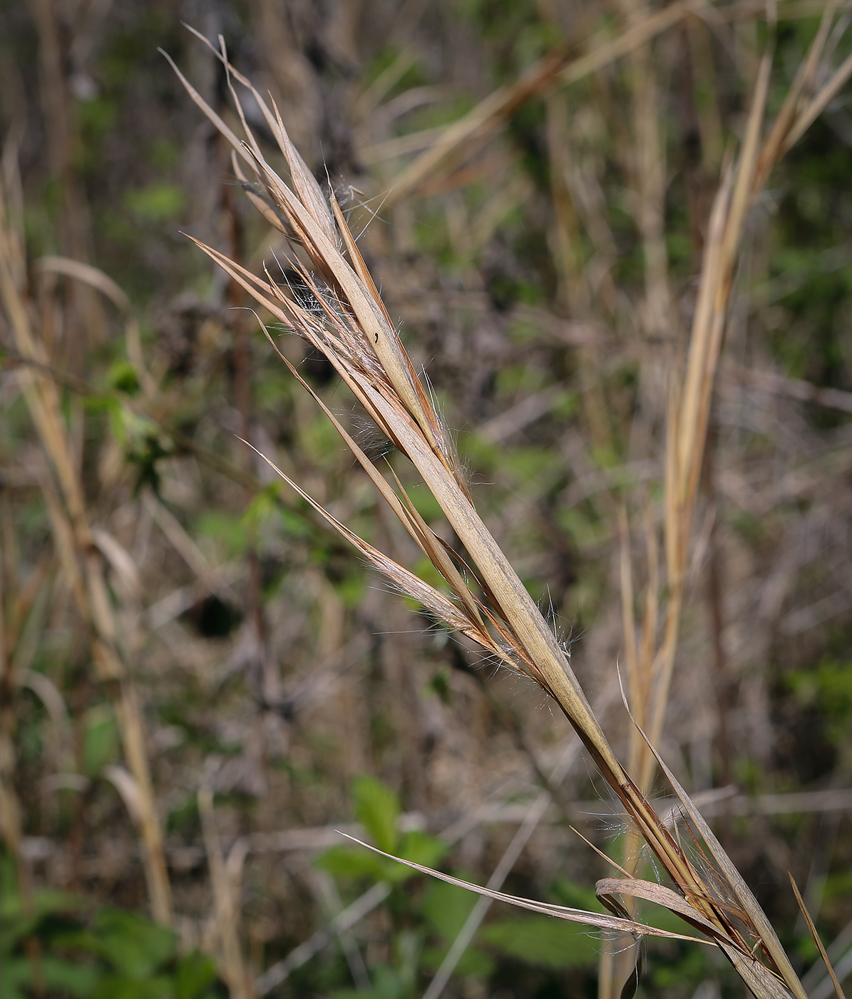 Изображение особи семейство Poaceae.