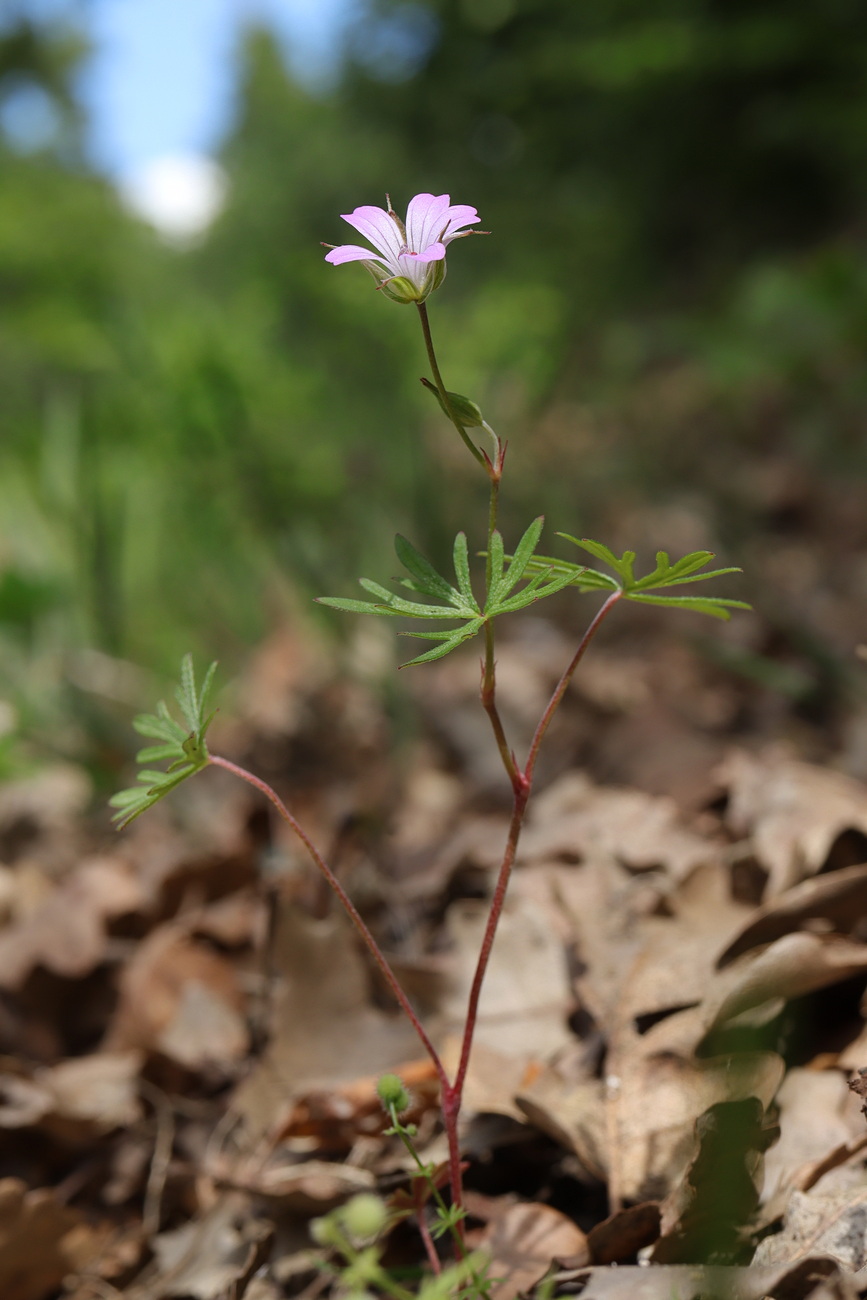 Image of Geranium columbinum specimen.