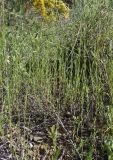 Linum trigynum. Зацветающие растения. Испания, автономное сообщество Каталония, провинция Жирона, комарка Баш Эмпорда, муниципалитет Калонже, пустырь на отвалах грунта от расширения дороги. 12.05.2024.