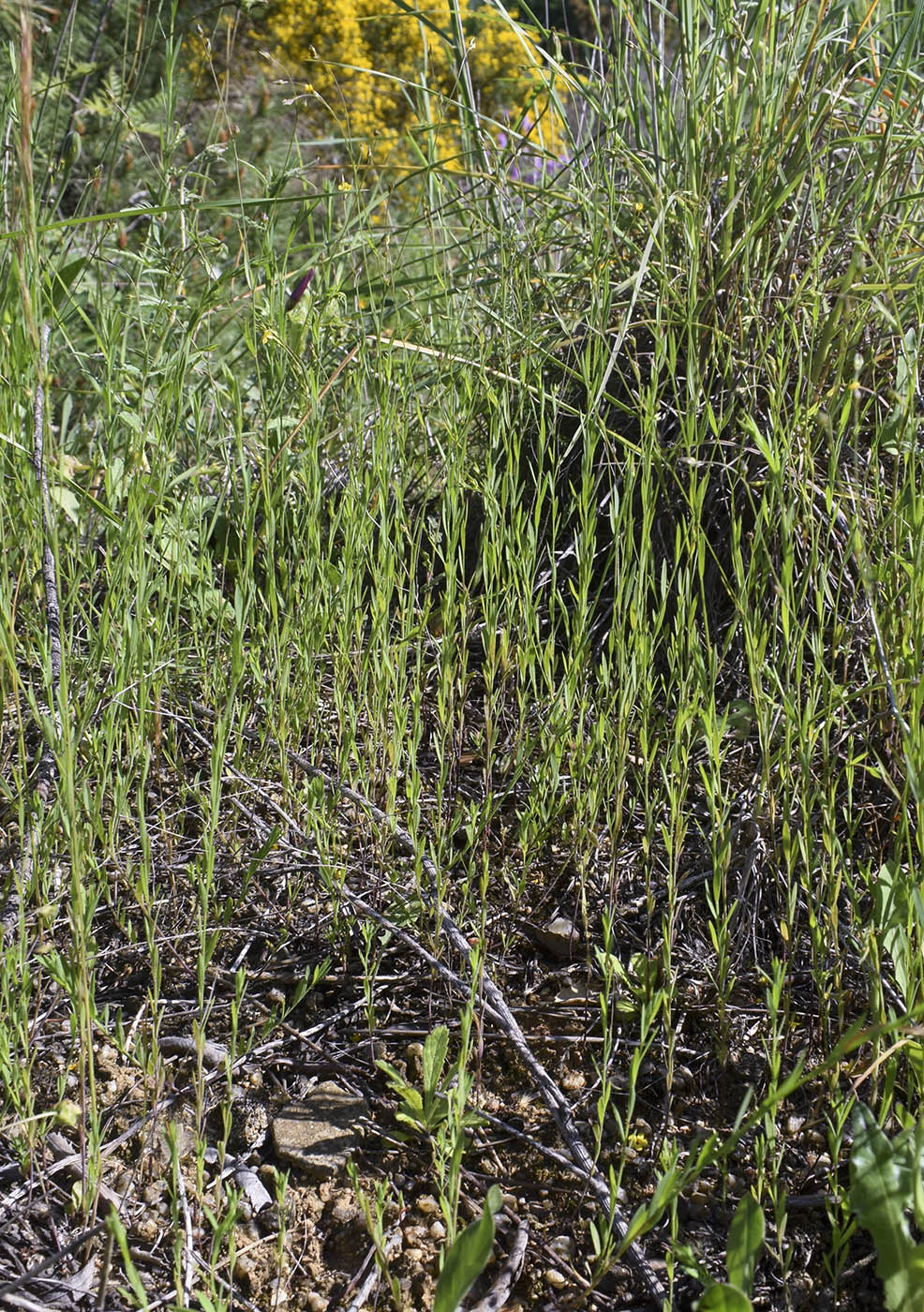 Image of Linum trigynum specimen.