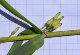 Polygonatum verticillatum