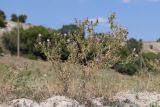 Centaurea calcitrapa