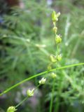 Carex disperma