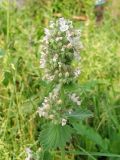 Nepeta cataria