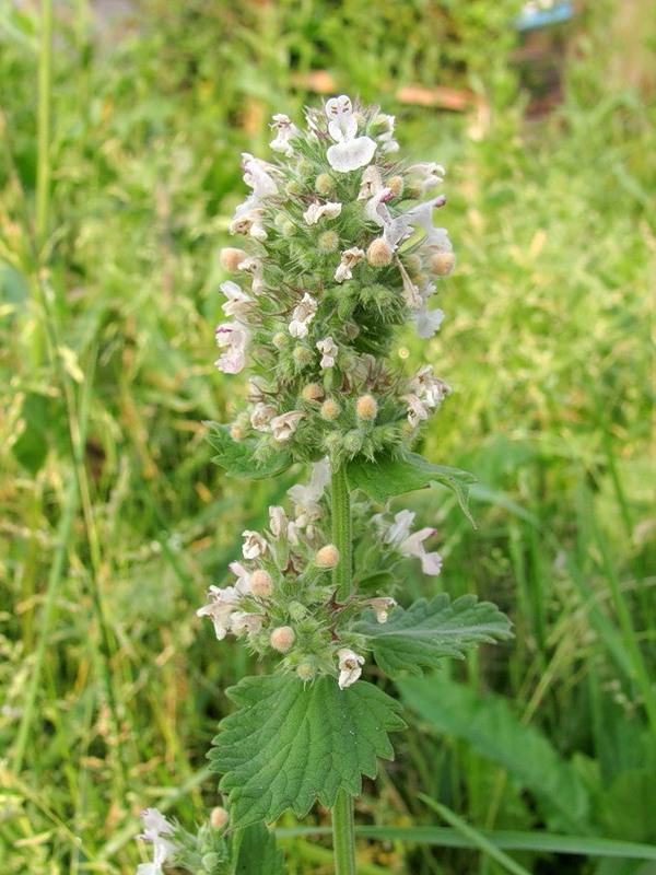 Image of Nepeta cataria specimen.