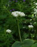 Valeriana tiliifolia