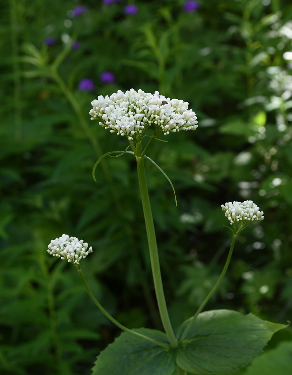 Изображение особи Valeriana tiliifolia.