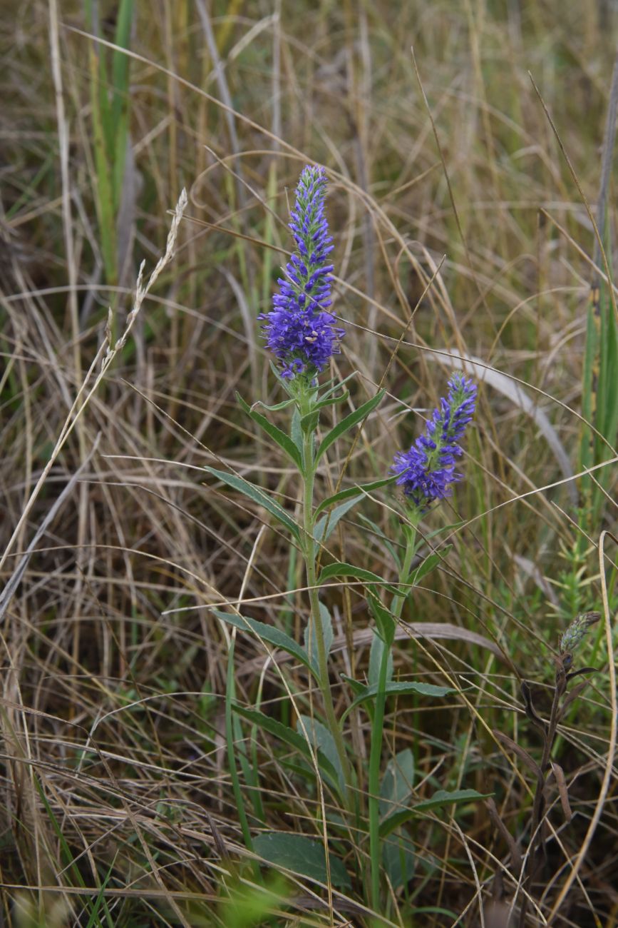 Изображение особи Veronica spicata.