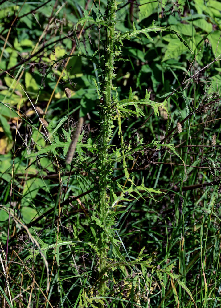 Изображение особи Cirsium palustre.