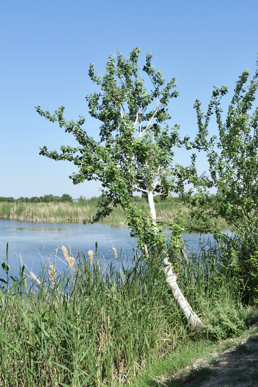 Image of Populus alba specimen.