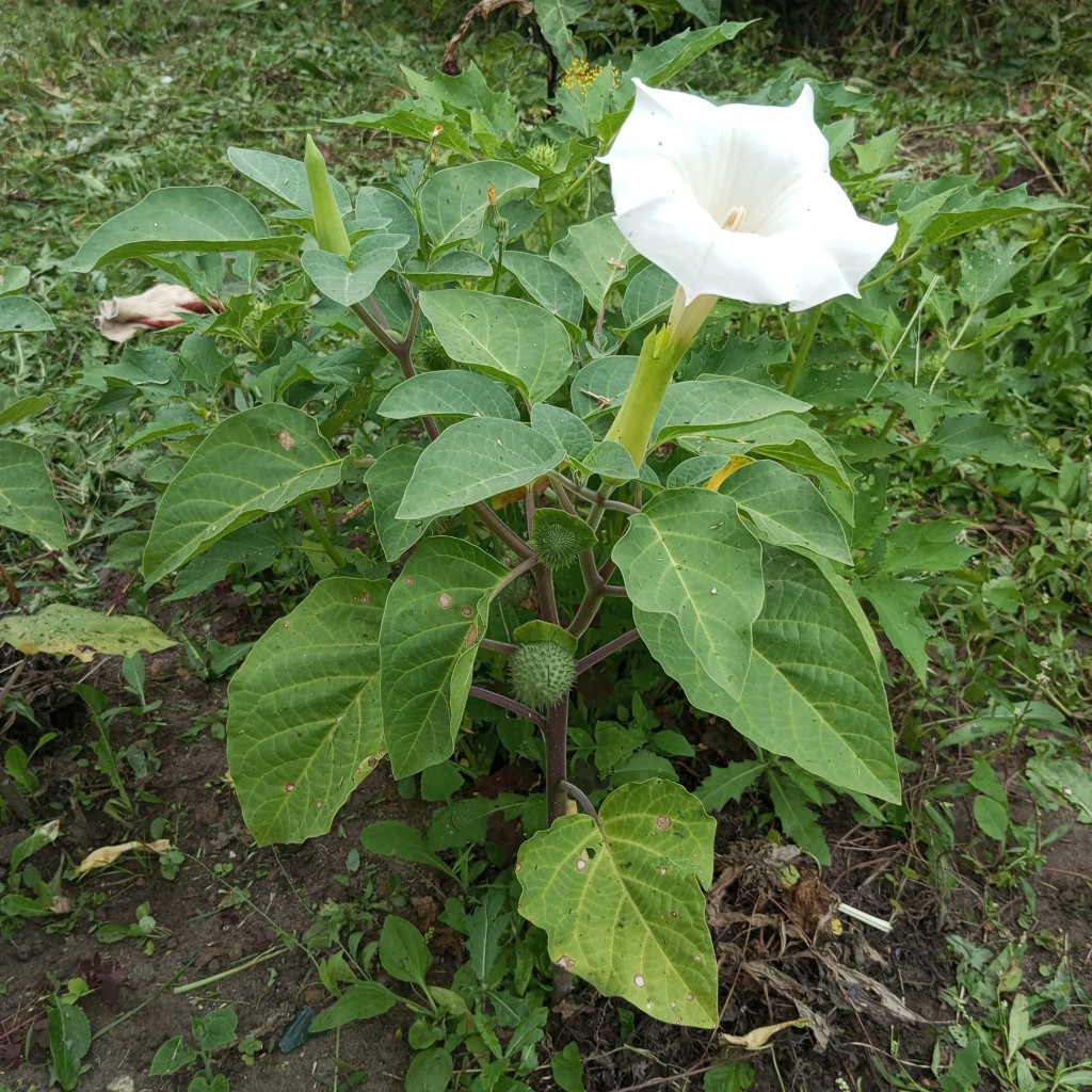 Изображение особи Datura innoxia.