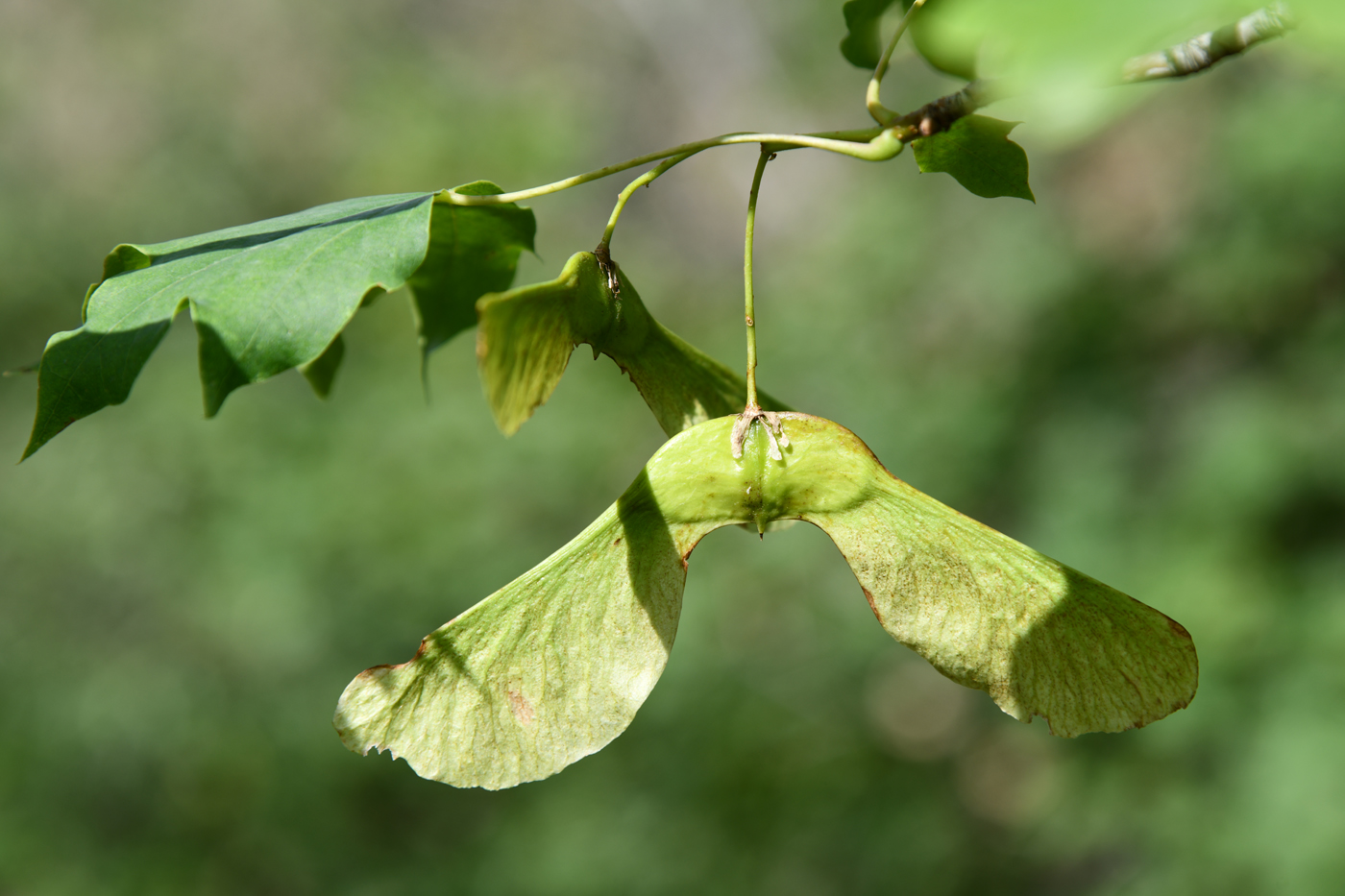 Image of Acer turkestanicum specimen.