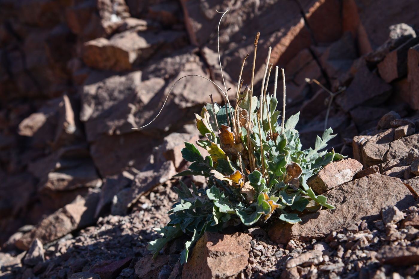 Image of Glaucium squamigerum specimen.