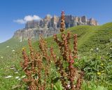 Rumex aquaticus