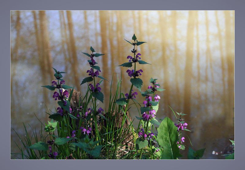 Изображение особи Lamium maculatum.