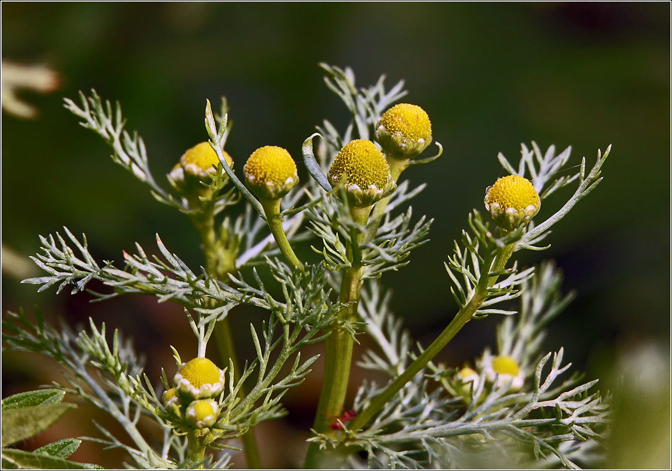 Изображение особи Matricaria discoidea.
