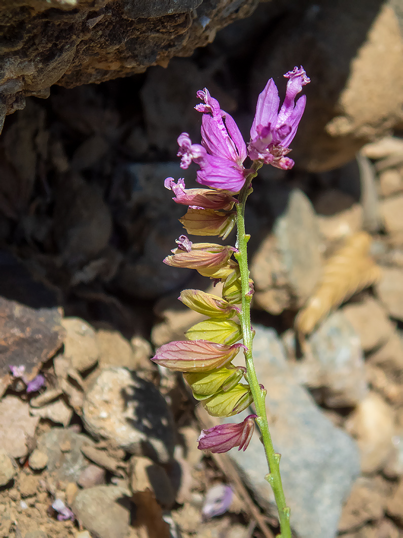 Изображение особи Polygala comosa.