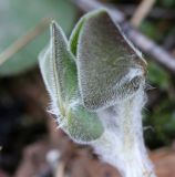 Asarum europaeum