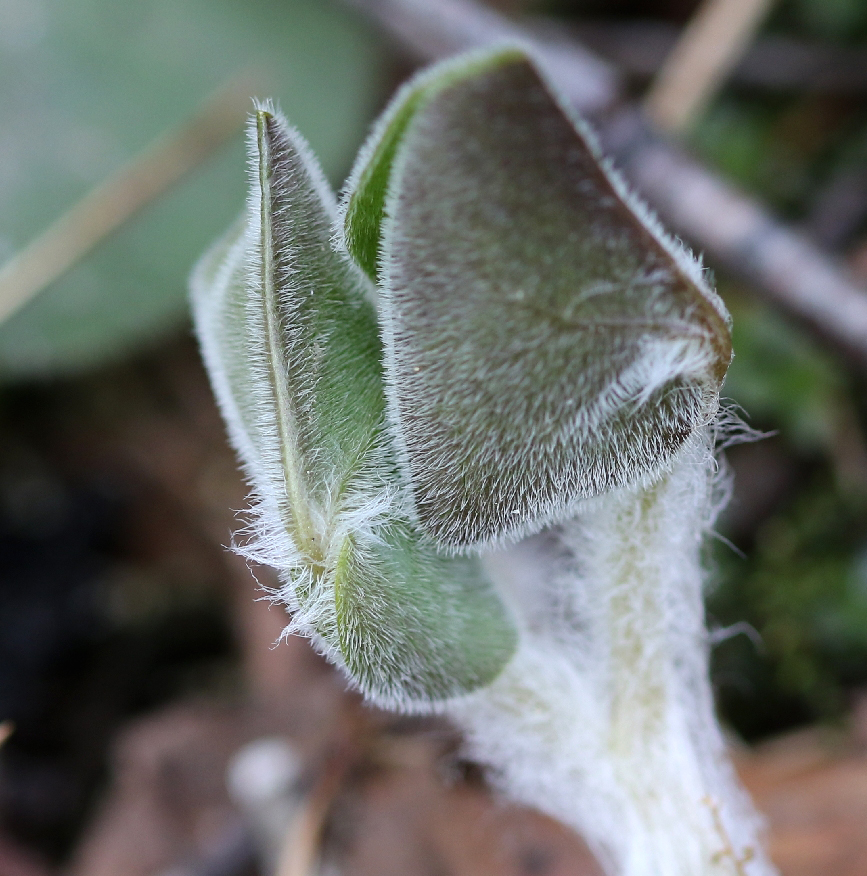 Image of Asarum europaeum specimen.